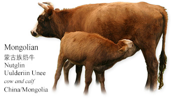 Mongolian Nutglin Uulderiin Unee -cow and calf- China/Mongolia