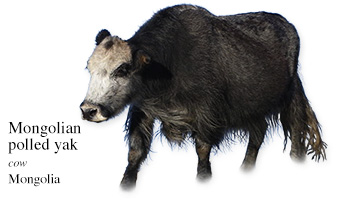 Mongolian polled yak -cow- Mongolia