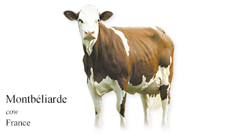 Montbéliarde -cow- France