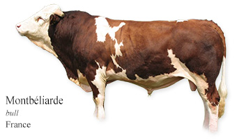 Montbéliarde -bull- France