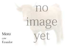 Moro -cow- Ecuador