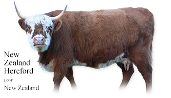 New Zealand Hereford -cow- New Zealand