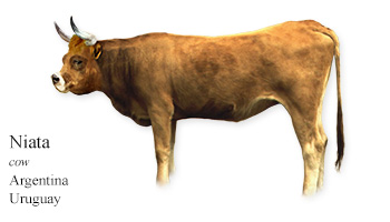 Niata -cow- Argentina/Uruguay