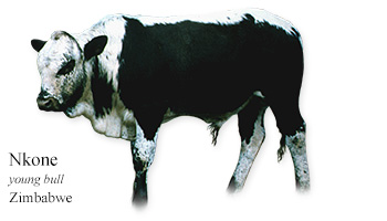 Nkone -young bull- Zimbabwe
