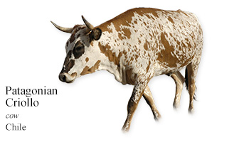 Patagonian Criollo -cow- Chile