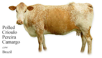 Polled Crioulo Pereira Camargo -cow- Brazil