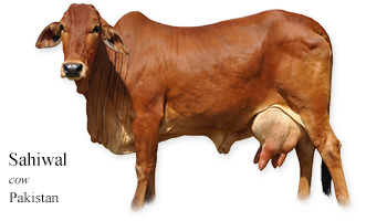 Sahiwal -cow- Pakistan