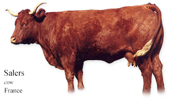 Salers -cow- France