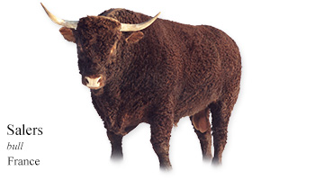 Salers -bull- France