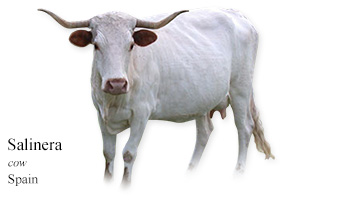 Salinera -cow- Spain