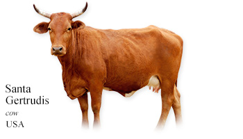Santa Gertrudis -cow- USA