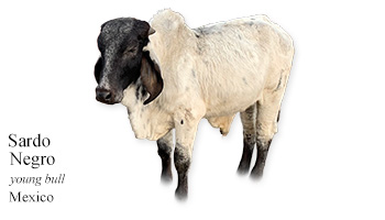Sardo Negro -young bull- Mexico