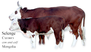 Selenge Сэлэнгэ -cow and calf- Mongolia