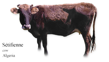 Setifienne -cow- Algeria