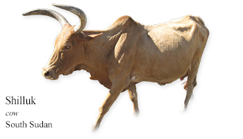 Shilluk -cow- South Sudan
