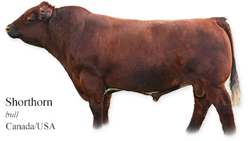 Shorthorn -bull- Canada/USA