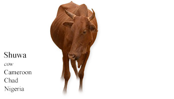 Shuwa -cow- Cameroon/Chad/Nigeria
