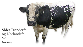 Sidet Trønderfe og Norlandsfe -bull- Norway