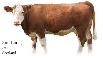 Sim-Luing -cow- Scotland