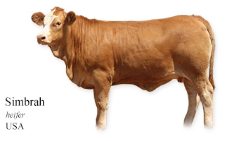 Simbrah -heifer- USA