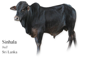 Sinhala -bull- Sri Lanka