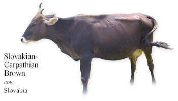 Slovakian-Carpathian Brown -cow- Slovakia