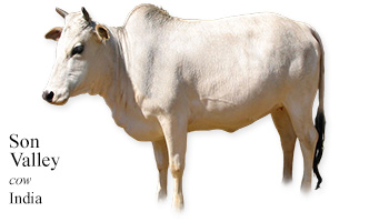 Son Valley -cow- India