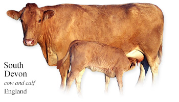South Devon -cow and calf- England