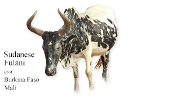 Sudanese Fulani -cow- Burkina Faso/Mali