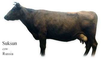 Suksun -cow- Russia