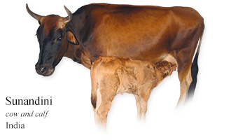 Sunandini -cow and calf- India