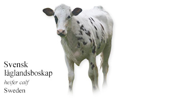 Svensk Låglandsboskap SLB -heifer calf- Sweden