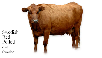 Swedish Red Polled -cow- Sweden