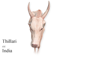 Thillari -ox- India