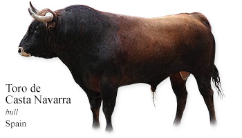 Raza de Lidia Casta Navarra -bull- Spain