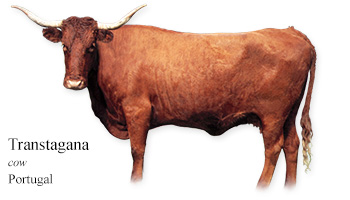 Transtagana -cow- Portugal