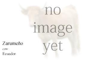 Zarumeño -cow- Ecuador