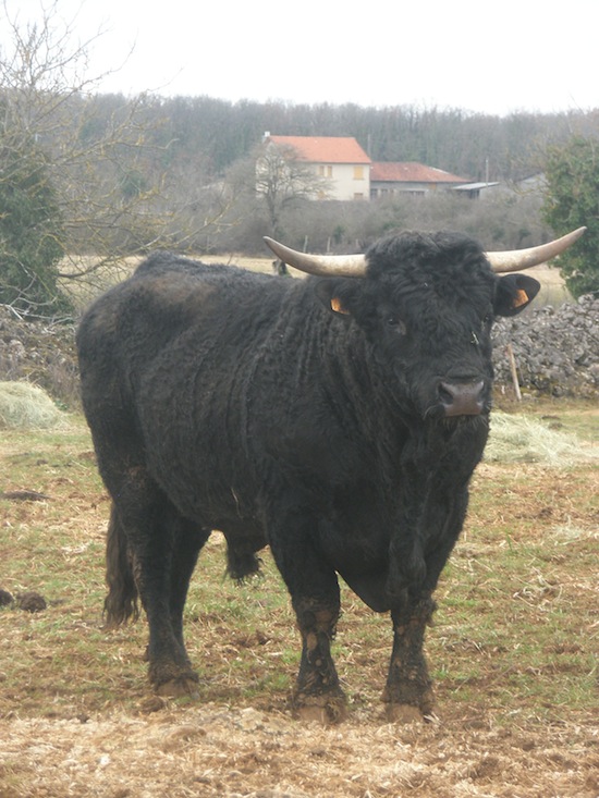 Black Salers - bull - France