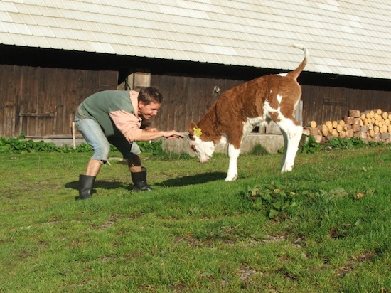 calf school ©2008 Micke/Fuchs