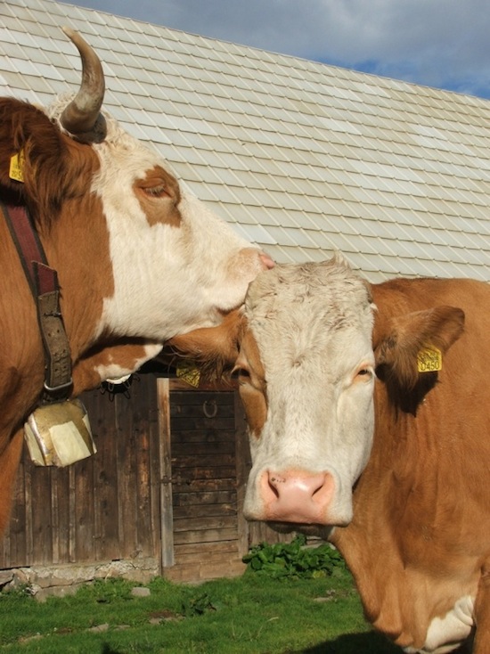 cow conspiracy ©2008 Micke/Fuchs