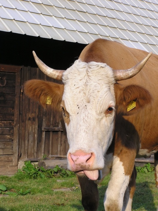 cow hangover ©2008 Micke/Fuchs