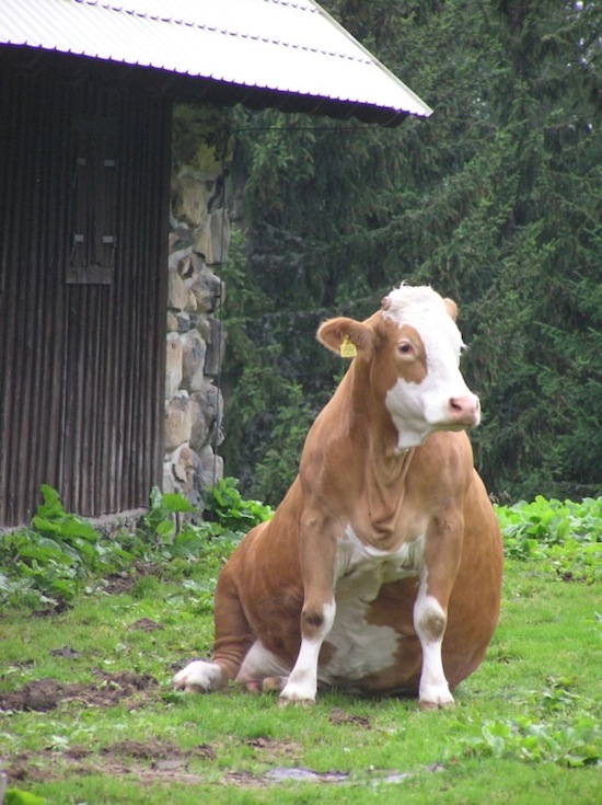 cow sit in ©2008 Micke/Fuchs