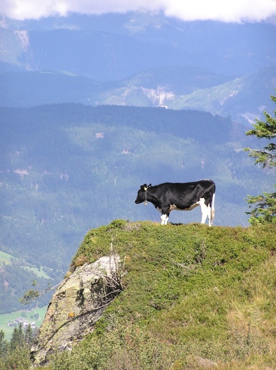 deep cow thoughts ©2008 Micke/Fuchs