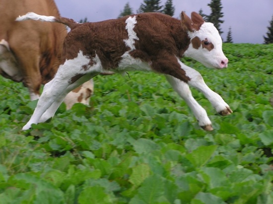 free range calf joy ©2008 Micke/Fuchs