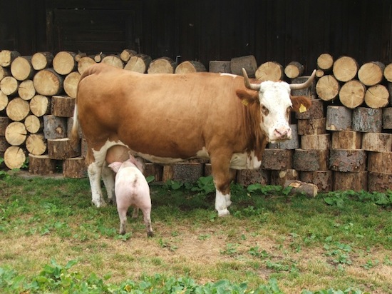 pig drinking from cow ©2008 Micke/Fuchs