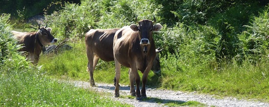 Brune des Alpes ©2012 Gilles Prince