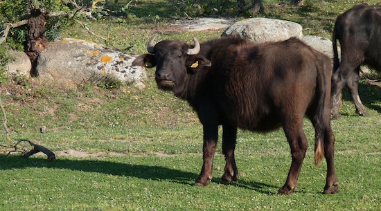 European buffalo ©2011 Gilles Prince