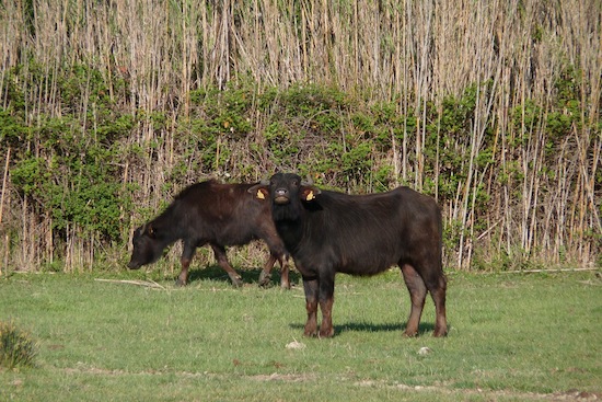 European buffalo ©2011 Gilles Prince