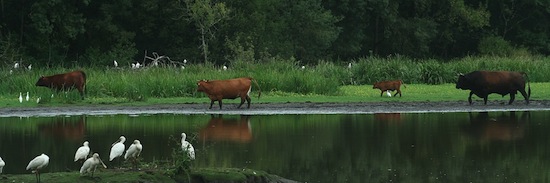 Marine Landais_3 ©2012 Gilles Prince