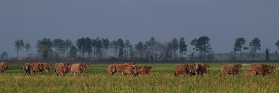 Parthenais_1 ©2012 Gilles Prince